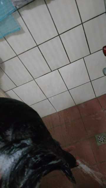 CosNature有機洗髮精