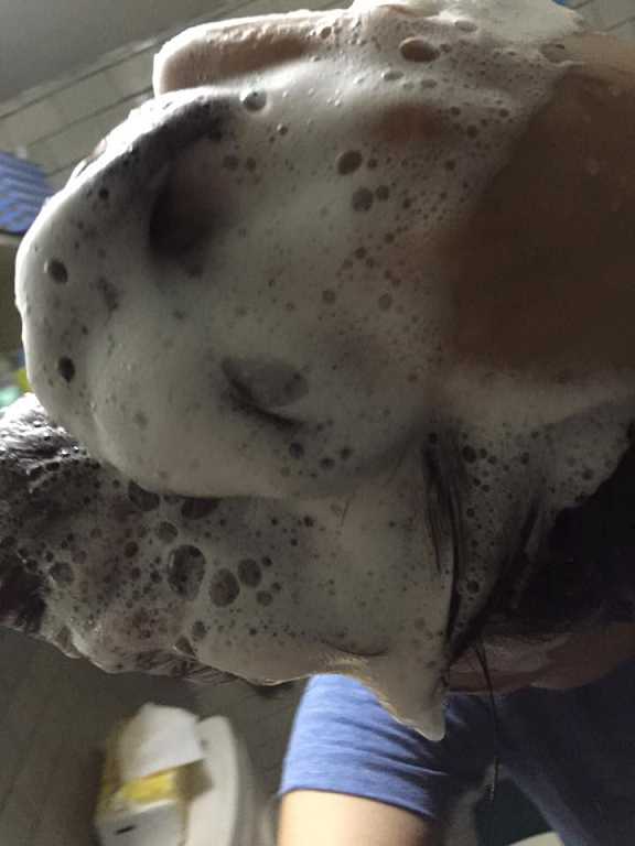 CosNature有機洗髮精