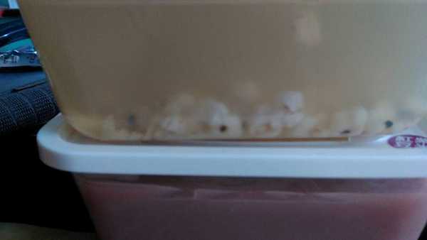 晴媽膠原鱗之凍飲