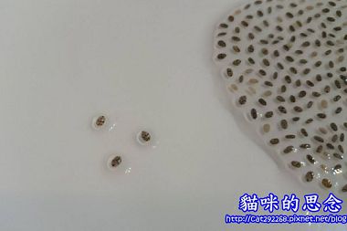 PhotoCap_055.jpg