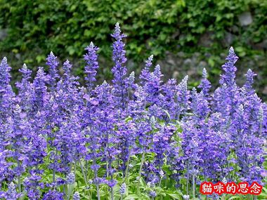 花形