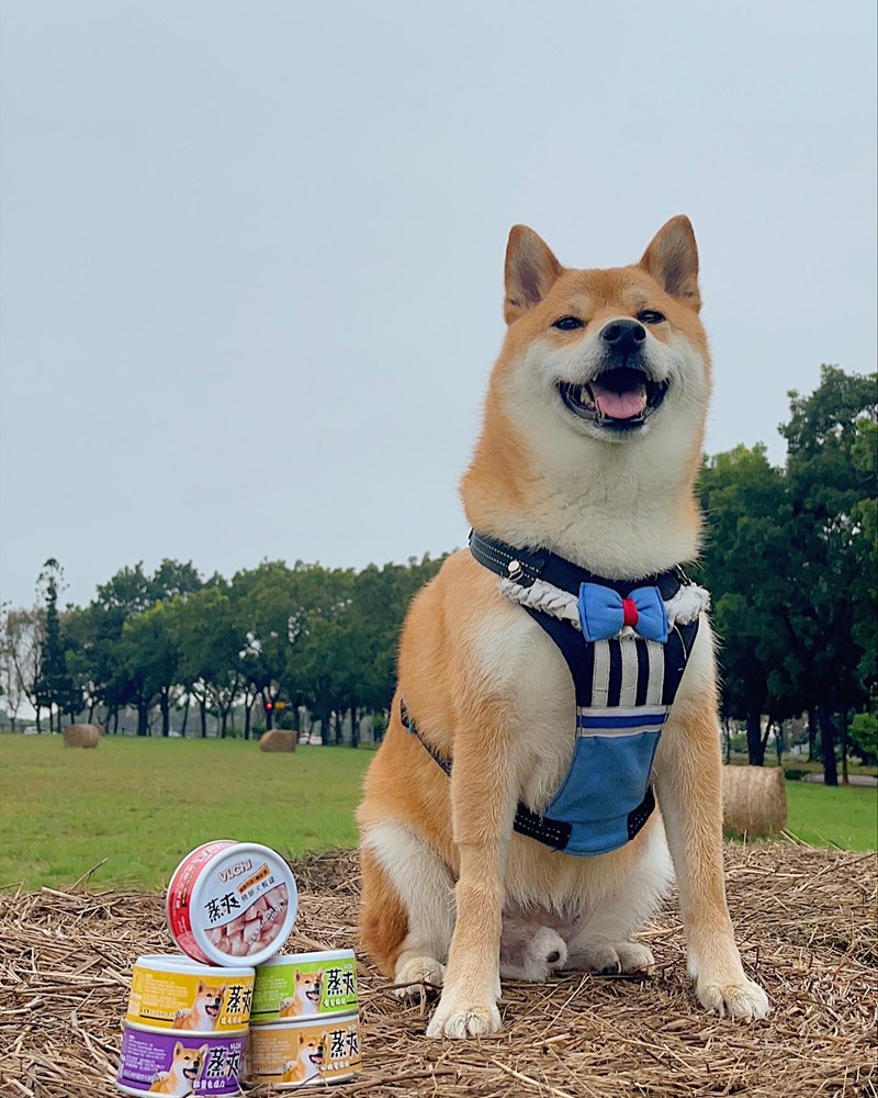 女人知己試用大隊,口碑行銷,部落客行銷,維齊 Vi.Chi 蒸爽機腿犬餐罐 80g,鮮嫩大塊雞腿肉,機能高湯補充營養與水分,低卡路里,低脂肪,易吸收,增強體質,大塊肉塊,口感十足