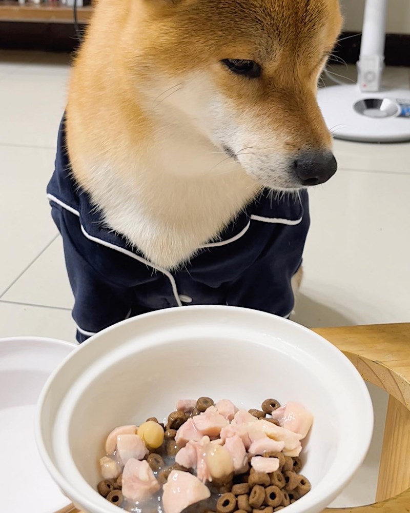 女人知己試用大隊,口碑行銷,部落客行銷,維齊 Vi.Chi 蒸爽機腿犬餐罐 80g,鮮嫩大塊雞腿肉,機能高湯補充營養與水分,低卡路里,低脂肪,易吸收,增強體質,大塊肉塊,口感十足