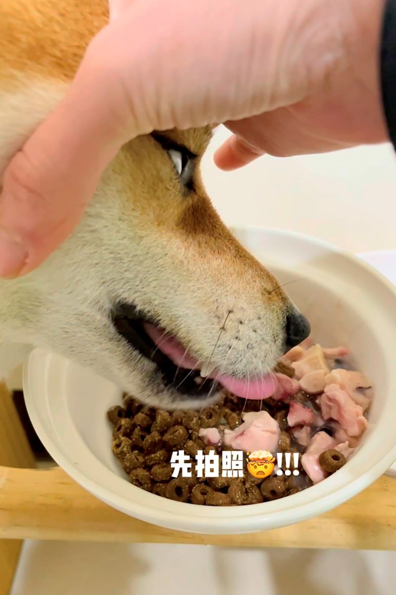 女人知己試用大隊,口碑行銷,部落客行銷,維齊 Vi.Chi 蒸爽機腿犬餐罐 80g,鮮嫩大塊雞腿肉,機能高湯補充營養與水分,低卡路里,低脂肪,易吸收,增強體質,大塊肉塊,口感十足