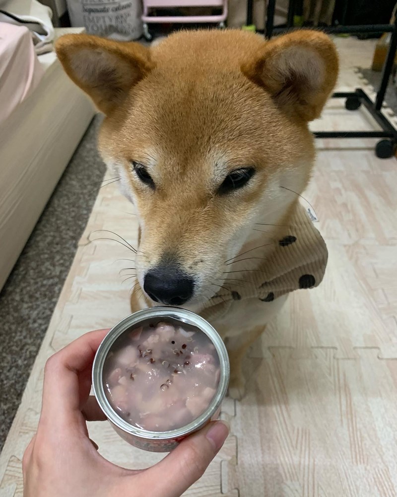 女人知己試用大隊,口碑行銷,部落客行銷,維齊 Vi.Chi 蒸爽機腿犬餐罐 80g,鮮嫩大塊雞腿肉,機能高湯補充營養與水分,低卡路里,低脂肪,易吸收,增強體質,大塊肉塊,口感十足