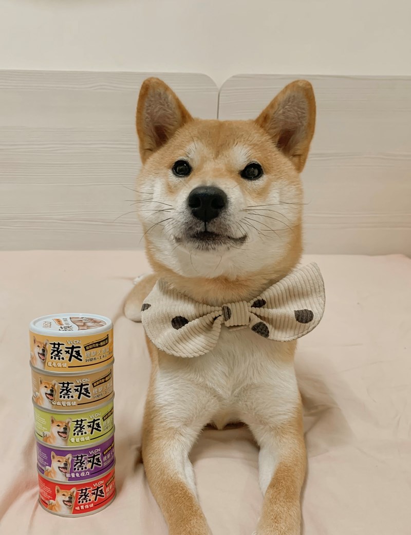 女人知己試用大隊,口碑行銷,部落客行銷,維齊 Vi.Chi 蒸爽機腿犬餐罐 80g,鮮嫩大塊雞腿肉,機能高湯補充營養與水分,低卡路里,低脂肪,易吸收,增強體質,大塊肉塊,口感十足