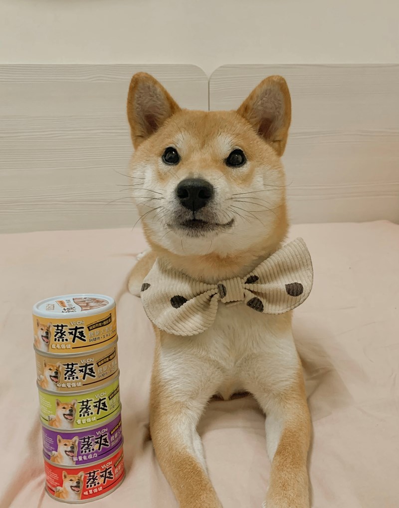 女人知己試用大隊,口碑行銷,部落客行銷,維齊 Vi.Chi 蒸爽機腿犬餐罐 80g,鮮嫩大塊雞腿肉,機能高湯補充營養與水分,低卡路里,低脂肪,易吸收,增強體質,大塊肉塊,口感十足