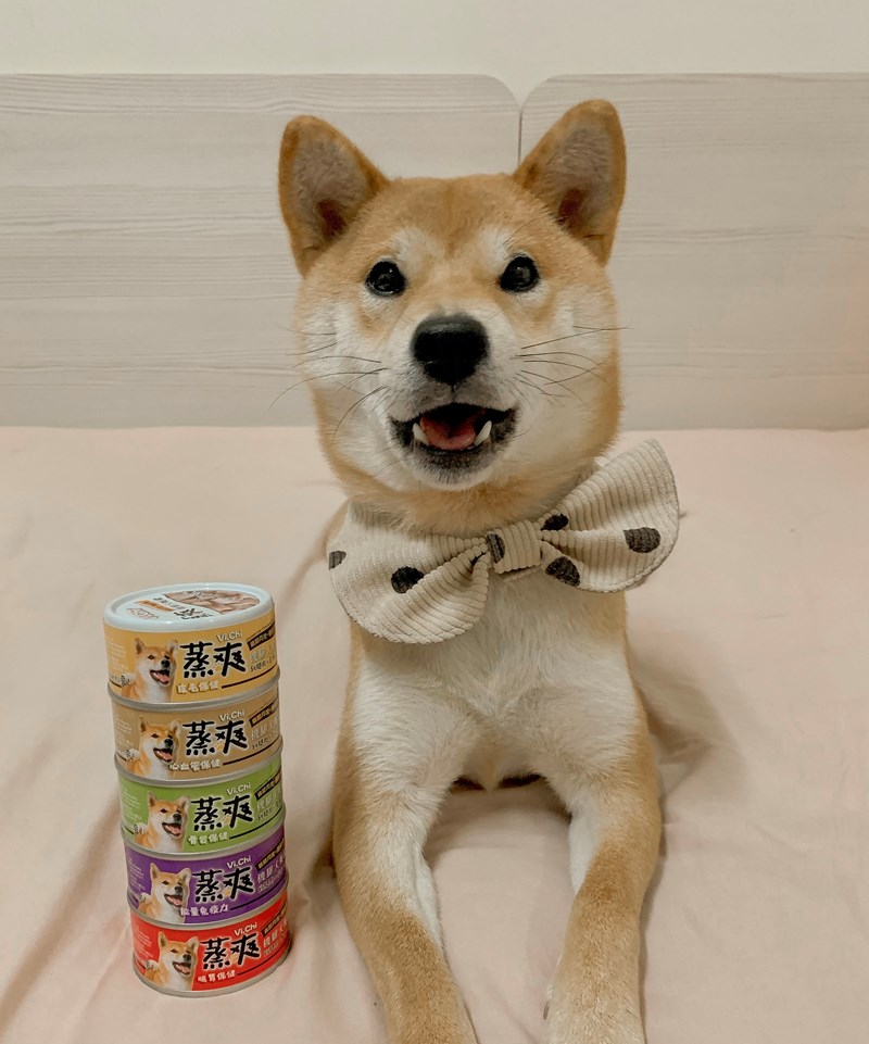 女人知己試用大隊,口碑行銷,部落客行銷,維齊 Vi.Chi 蒸爽機腿犬餐罐 80g,鮮嫩大塊雞腿肉,機能高湯補充營養與水分,低卡路里,低脂肪,易吸收,增強體質,大塊肉塊,口感十足