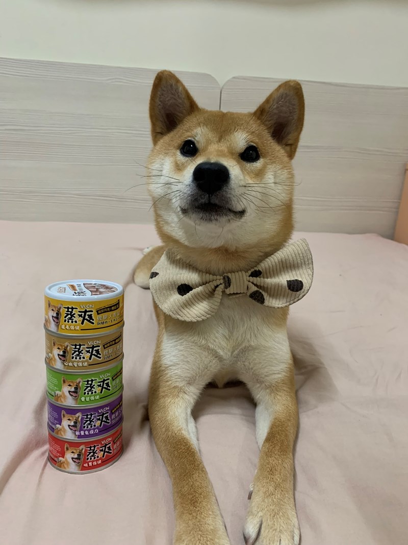 女人知己試用大隊,口碑行銷,部落客行銷,維齊 Vi.Chi 蒸爽機腿犬餐罐 80g,鮮嫩大塊雞腿肉,機能高湯補充營養與水分,低卡路里,低脂肪,易吸收,增強體質,大塊肉塊,口感十足