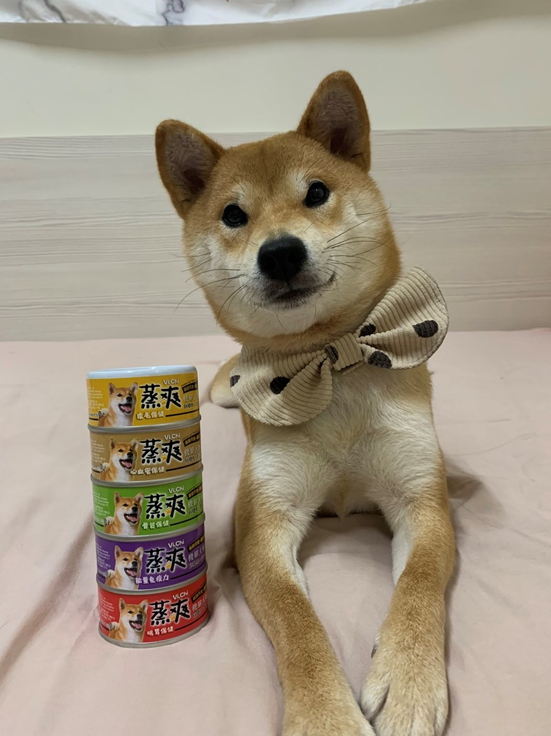 女人知己試用大隊,口碑行銷,部落客行銷,維齊 Vi.Chi 蒸爽機腿犬餐罐 80g,鮮嫩大塊雞腿肉,機能高湯補充營養與水分,低卡路里,低脂肪,易吸收,增強體質,大塊肉塊,口感十足