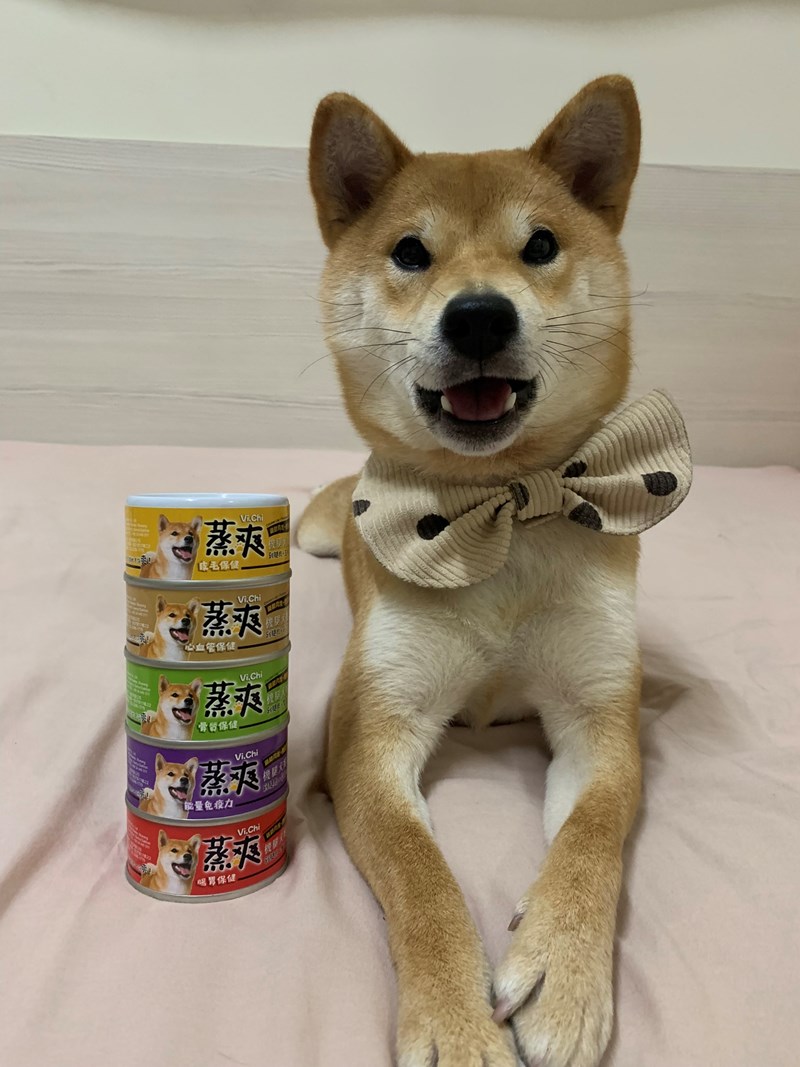 女人知己試用大隊,口碑行銷,部落客行銷,維齊 Vi.Chi 蒸爽機腿犬餐罐 80g,鮮嫩大塊雞腿肉,機能高湯補充營養與水分,低卡路里,低脂肪,易吸收,增強體質,大塊肉塊,口感十足