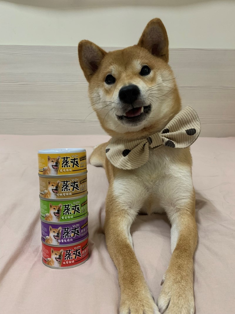 女人知己試用大隊,口碑行銷,部落客行銷,維齊 Vi.Chi 蒸爽機腿犬餐罐 80g,鮮嫩大塊雞腿肉,機能高湯補充營養與水分,低卡路里,低脂肪,易吸收,增強體質,大塊肉塊,口感十足