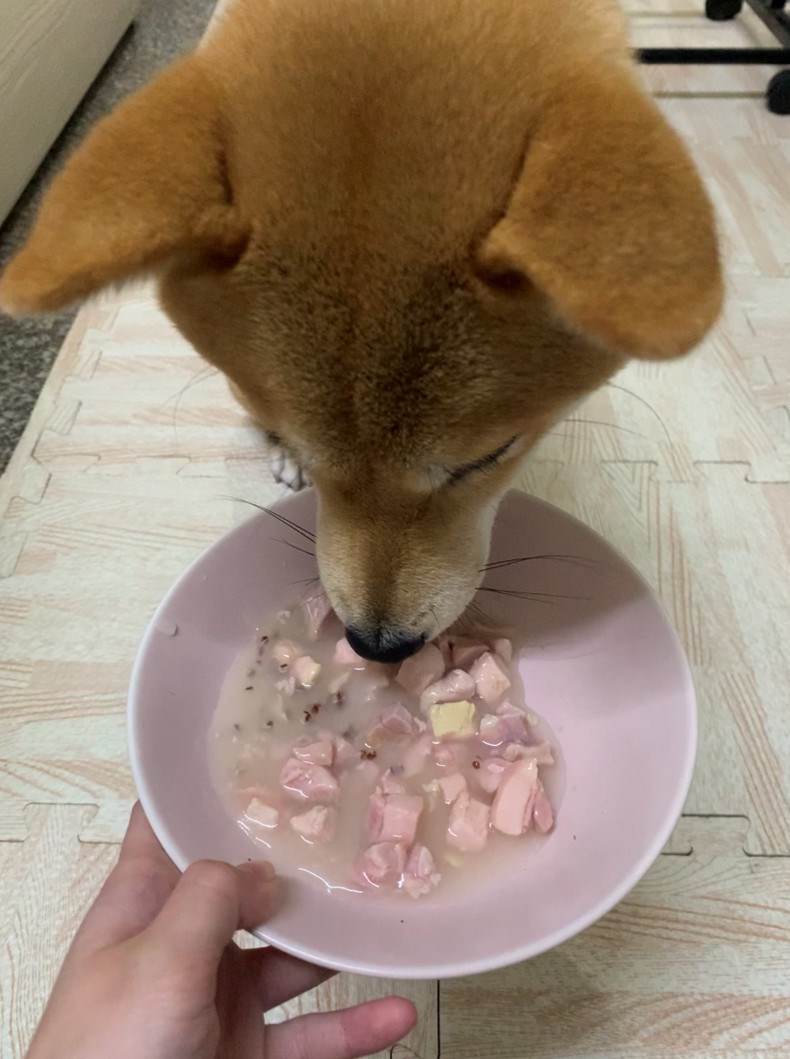 女人知己試用大隊,口碑行銷,部落客行銷,維齊 Vi.Chi 蒸爽機腿犬餐罐 80g,鮮嫩大塊雞腿肉,機能高湯補充營養與水分,低卡路里,低脂肪,易吸收,增強體質,大塊肉塊,口感十足