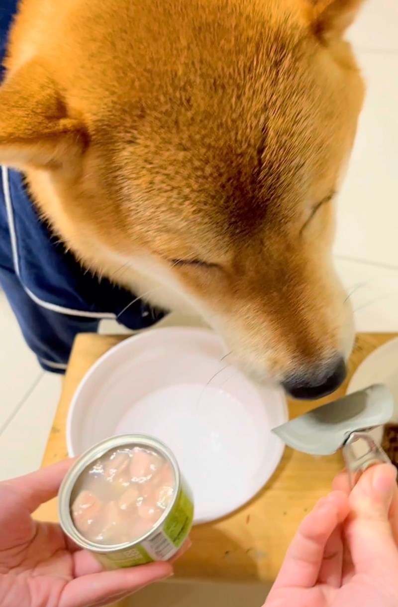 女人知己試用大隊,口碑行銷,部落客行銷,維齊 Vi.Chi 蒸爽機腿犬餐罐 80g,鮮嫩大塊雞腿肉,機能高湯補充營養與水分,低卡路里,低脂肪,易吸收,增強體質,大塊肉塊,口感十足