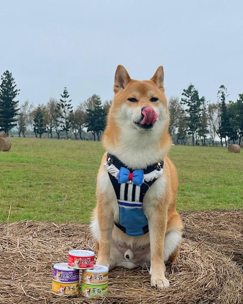 女人知己試用大隊,口碑行銷,部落客行銷,維齊 Vi.Chi 蒸爽機腿犬餐罐 80g,鮮嫩大塊雞腿肉,機能高湯補充營養與水分,低卡路里,低脂肪,易吸收,增強體質,大塊肉塊,口感十足