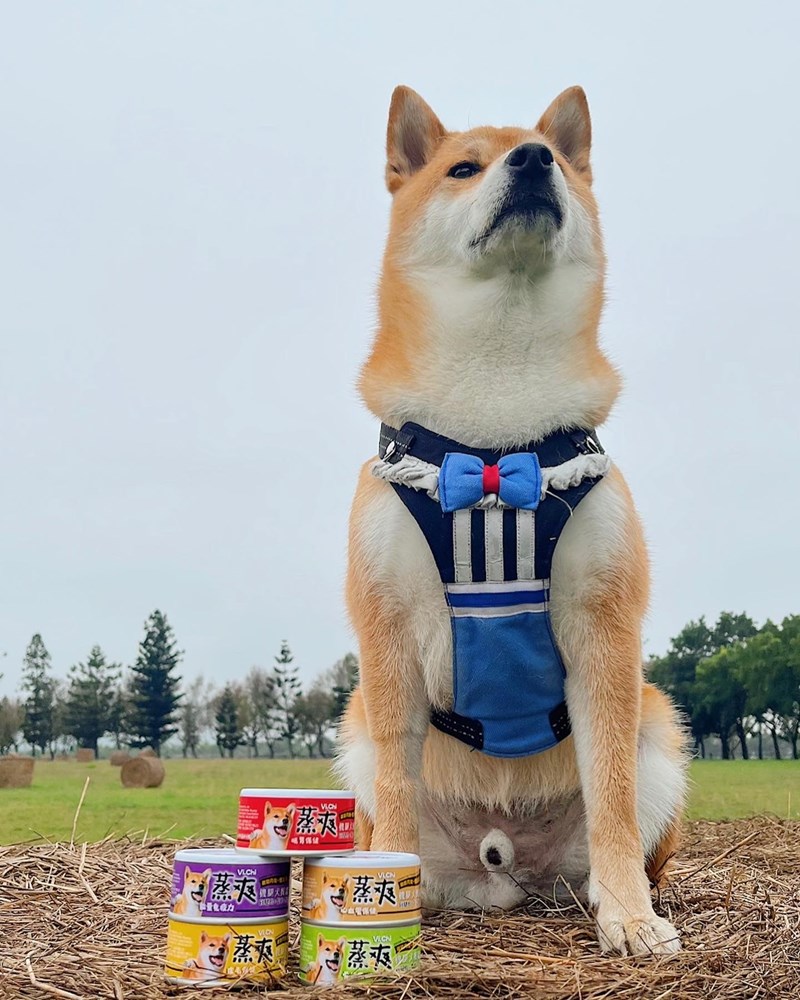 女人知己試用大隊,口碑行銷,部落客行銷,維齊 Vi.Chi 蒸爽機腿犬餐罐 80g,鮮嫩大塊雞腿肉,機能高湯補充營養與水分,低卡路里,低脂肪,易吸收,增強體質,大塊肉塊,口感十足