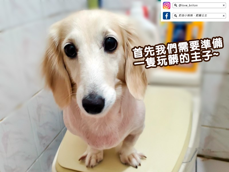 『HOPET有機植萃寵物乾洗慕斯』-討厭洗澡和怕水毛小孩的洗 試用