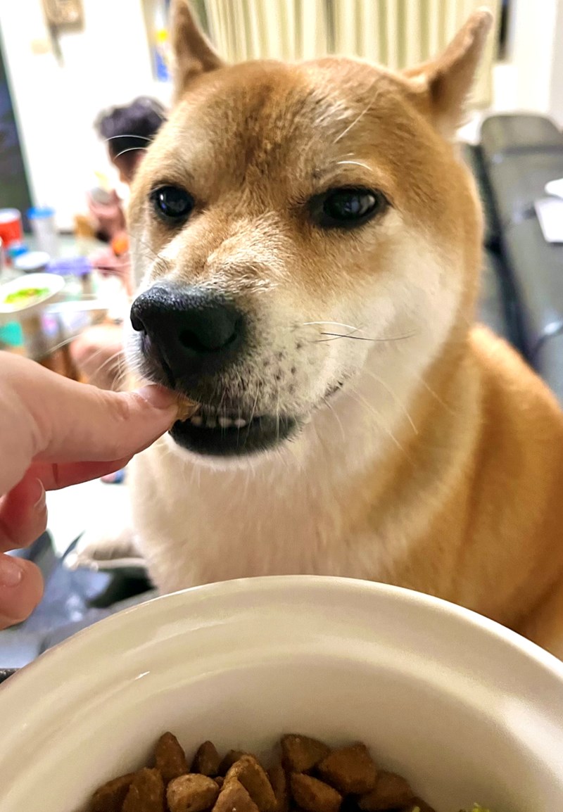 試用