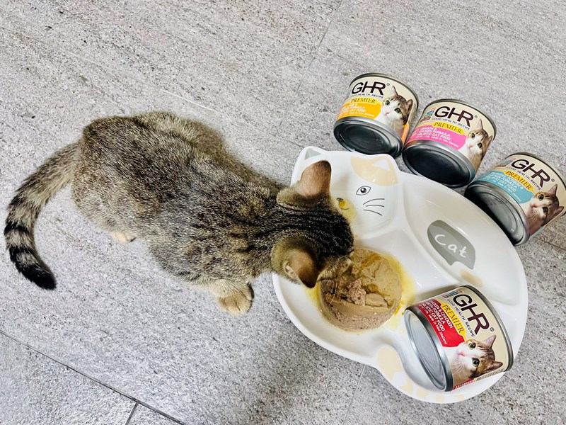 試用
