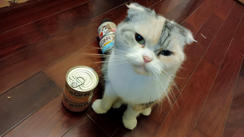 試用