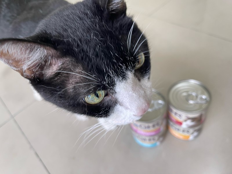 女人知己試用大隊,口碑行銷,部落客行銷,來自純淨自然無汙染的紐西蘭,自然主食罐,GHR 健康主義,GHR,貓用主食罐,貓罐,GHR貓用無穀主食罐,雞肉蔓越莓配方,鹿肉雞肉配方,牛羊加雞配方,刷尾負鼠肉雞肉配方,評價,口碑,適口性佳,心得,紐西蘭GHR,罐頭,貓咪,牛磺酸,軟骨素,維生素關節保健