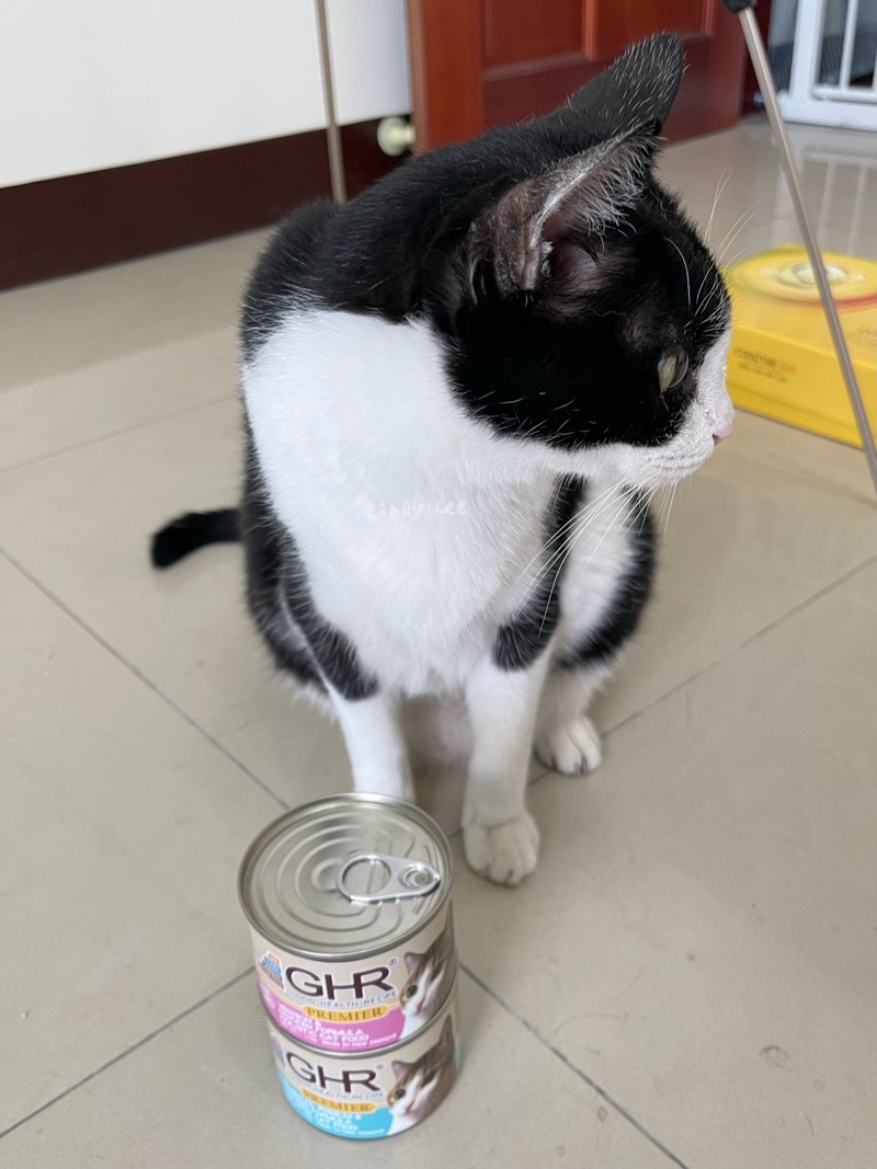 女人知己試用大隊,口碑行銷,部落客行銷,來自純淨自然無汙染的紐西蘭,自然主食罐,GHR 健康主義,GHR,貓用主食罐,貓罐,GHR貓用無穀主食罐,雞肉蔓越莓配方,鹿肉雞肉配方,牛羊加雞配方,刷尾負鼠肉雞肉配方,評價,口碑,適口性佳,心得,紐西蘭GHR,罐頭,貓咪,牛磺酸,軟骨素,維生素關節保健