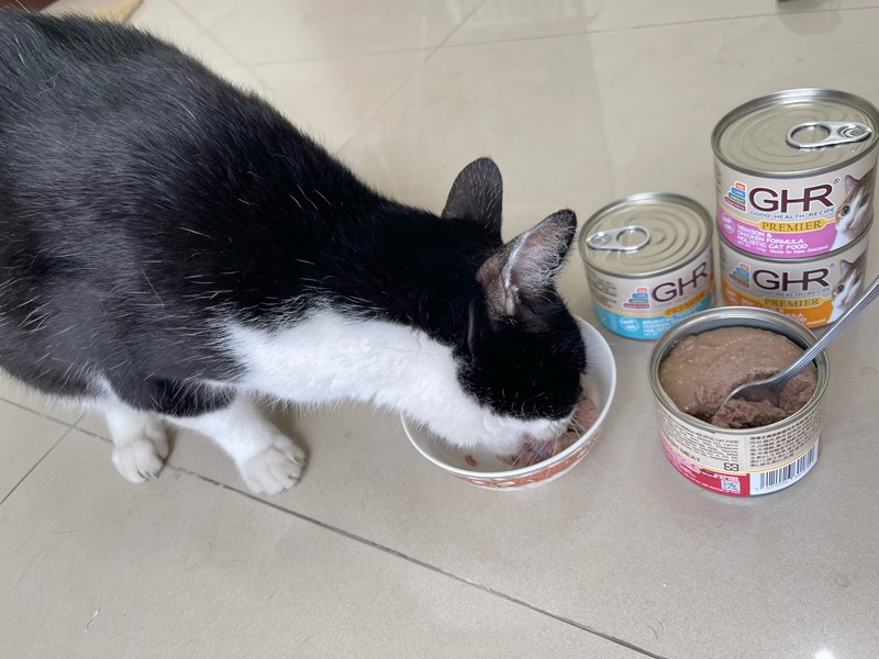 女人知己試用大隊,口碑行銷,部落客行銷,來自純淨自然無汙染的紐西蘭,自然主食罐,GHR 健康主義,GHR,貓用主食罐,貓罐,GHR貓用無穀主食罐,雞肉蔓越莓配方,鹿肉雞肉配方,牛羊加雞配方,刷尾負鼠肉雞肉配方,評價,口碑,適口性佳,心得,紐西蘭GHR,罐頭,貓咪,牛磺酸,軟骨素,維生素關節保健