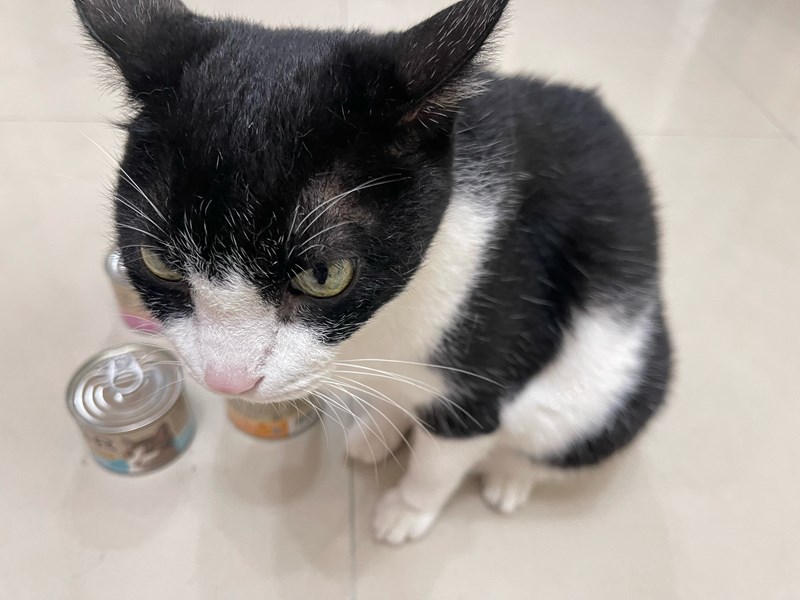 女人知己試用大隊,口碑行銷,部落客行銷,來自純淨自然無汙染的紐西蘭,自然主食罐,GHR 健康主義,GHR,貓用主食罐,貓罐,GHR貓用無穀主食罐,雞肉蔓越莓配方,鹿肉雞肉配方,牛羊加雞配方,刷尾負鼠肉雞肉配方,評價,口碑,適口性佳,心得,紐西蘭GHR,罐頭,貓咪,牛磺酸,軟骨素,維生素關節保健