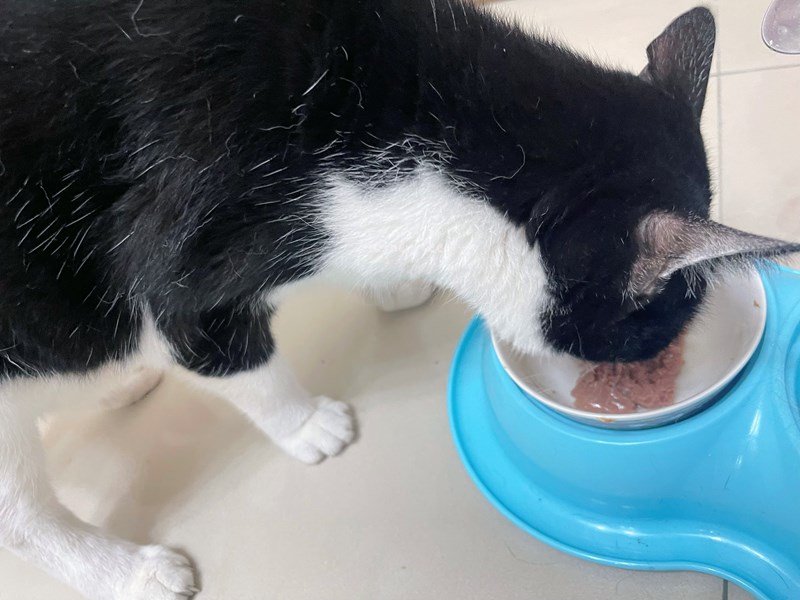 女人知己試用大隊,口碑行銷,部落客行銷,來自純淨自然無汙染的紐西蘭,自然主食罐,GHR 健康主義,GHR,貓用主食罐,貓罐,GHR貓用無穀主食罐,雞肉蔓越莓配方,鹿肉雞肉配方,牛羊加雞配方,刷尾負鼠肉雞肉配方,評價,口碑,適口性佳,心得,紐西蘭GHR,罐頭,貓咪,牛磺酸,軟骨素,維生素關節保健