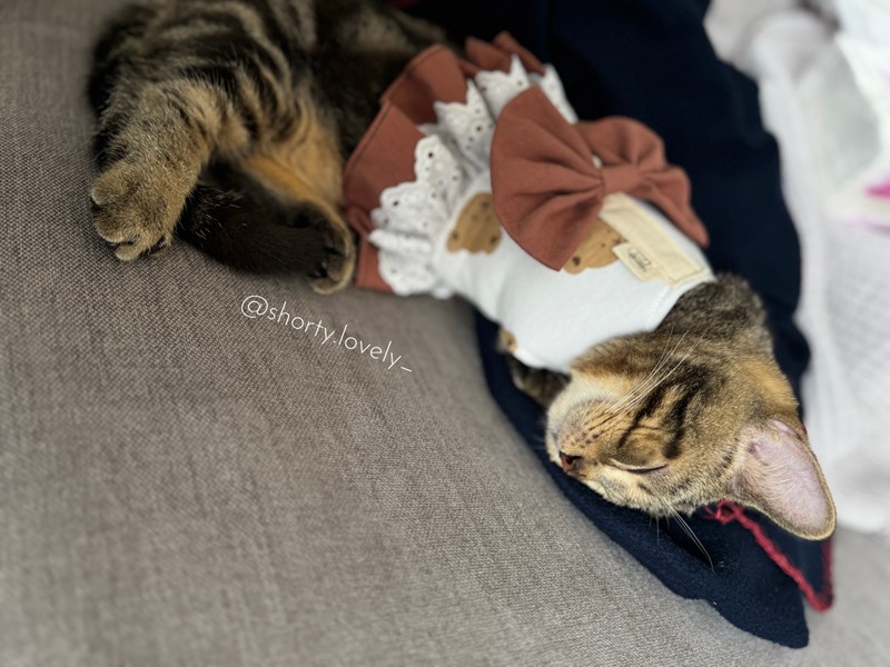 女人知己試用大隊,口碑行銷,部落客行銷,來自純淨自然無汙染的紐西蘭,自然主食罐,GHR 健康主義,GHR,貓用主食罐,貓罐,GHR貓用無穀主食罐,雞肉蔓越莓配方,鹿肉雞肉配方,牛羊加雞配方,刷尾負鼠肉雞肉配方,評價,口碑,適口性佳,心得,紐西蘭GHR,罐頭,貓咪,牛磺酸,軟骨素,維生素關節保健