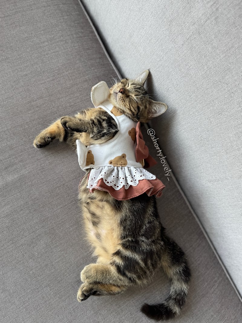 女人知己試用大隊,口碑行銷,部落客行銷,來自純淨自然無汙染的紐西蘭,自然主食罐,GHR 健康主義,GHR,貓用主食罐,貓罐,GHR貓用無穀主食罐,雞肉蔓越莓配方,鹿肉雞肉配方,牛羊加雞配方,刷尾負鼠肉雞肉配方,評價,口碑,適口性佳,心得,紐西蘭GHR,罐頭,貓咪,牛磺酸,軟骨素,維生素關節保健