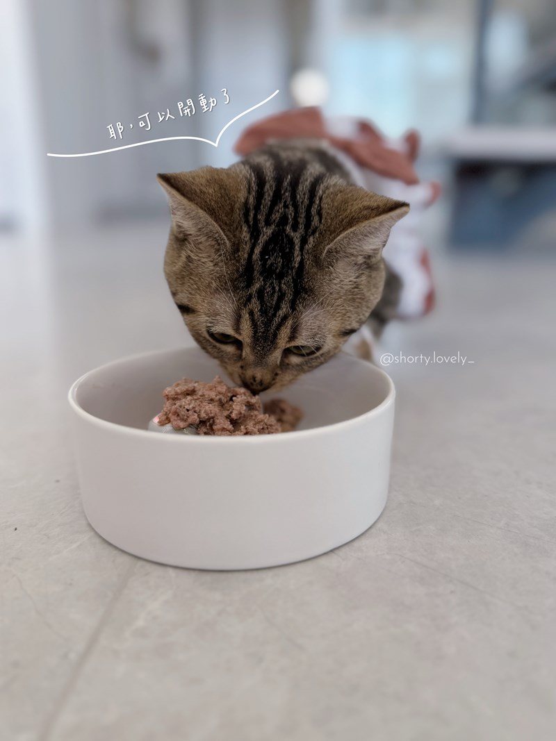 女人知己試用大隊,口碑行銷,部落客行銷,來自純淨自然無汙染的紐西蘭,自然主食罐,GHR 健康主義,GHR,貓用主食罐,貓罐,GHR貓用無穀主食罐,雞肉蔓越莓配方,鹿肉雞肉配方,牛羊加雞配方,刷尾負鼠肉雞肉配方,評價,口碑,適口性佳,心得,紐西蘭GHR,罐頭,貓咪,牛磺酸,軟骨素,維生素關節保健