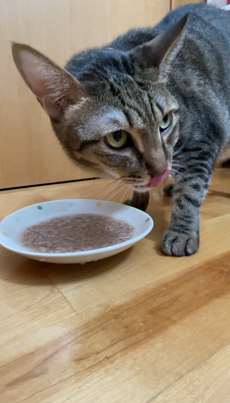 試用