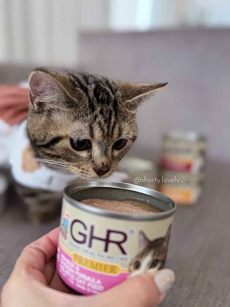 女人知己試用大隊,口碑行銷,部落客行銷,來自純淨自然無汙染的紐西蘭,自然主食罐,GHR 健康主義,GHR,貓用主食罐,貓罐,GHR貓用無穀主食罐,雞肉蔓越莓配方,鹿肉雞肉配方,牛羊加雞配方,刷尾負鼠肉雞肉配方,評價,口碑,適口性佳,心得,紐西蘭GHR,罐頭,貓咪,牛磺酸,軟骨素,維生素關節保健