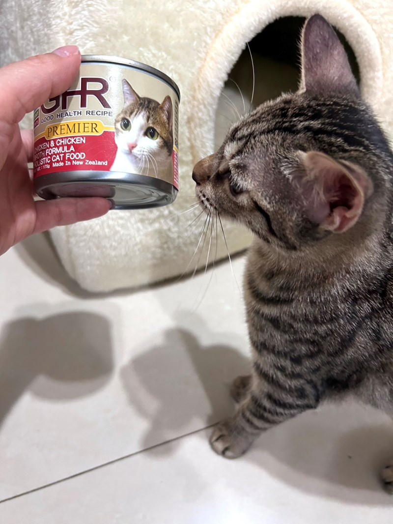 女人知己試用大隊,口碑行銷,部落客行銷,來自純淨自然無汙染的紐西蘭,自然主食罐,GHR 健康主義,GHR,貓用主食罐,貓罐,GHR貓用無穀主食罐,雞肉蔓越莓配方,鹿肉雞肉配方,牛羊加雞配方,刷尾負鼠肉雞肉配方,評價,口碑,適口性佳,心得,紐西蘭GHR,罐頭,貓咪,牛磺酸,軟骨素,維生素關節保健