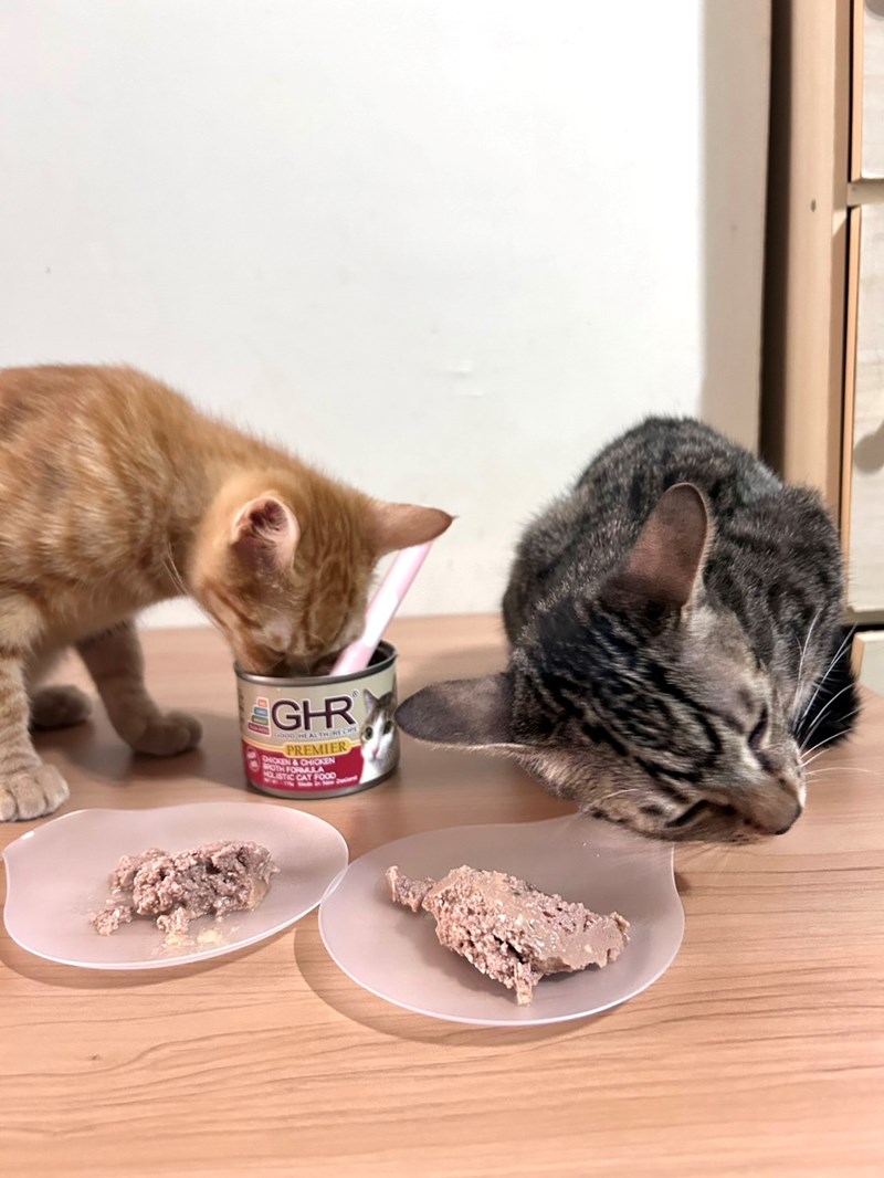 女人知己試用大隊,口碑行銷,部落客行銷,來自純淨自然無汙染的紐西蘭,自然主食罐,GHR 健康主義,GHR,貓用主食罐,貓罐,GHR貓用無穀主食罐,雞肉蔓越莓配方,鹿肉雞肉配方,牛羊加雞配方,刷尾負鼠肉雞肉配方,評價,口碑,適口性佳,心得,紐西蘭GHR,罐頭,貓咪,牛磺酸,軟骨素,維生素關節保健