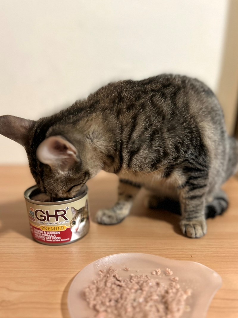 女人知己試用大隊,口碑行銷,部落客行銷,來自純淨自然無汙染的紐西蘭,自然主食罐,GHR 健康主義,GHR,貓用主食罐,貓罐,GHR貓用無穀主食罐,雞肉蔓越莓配方,鹿肉雞肉配方,牛羊加雞配方,刷尾負鼠肉雞肉配方,評價,口碑,適口性佳,心得,紐西蘭GHR,罐頭,貓咪,牛磺酸,軟骨素,維生素關節保健