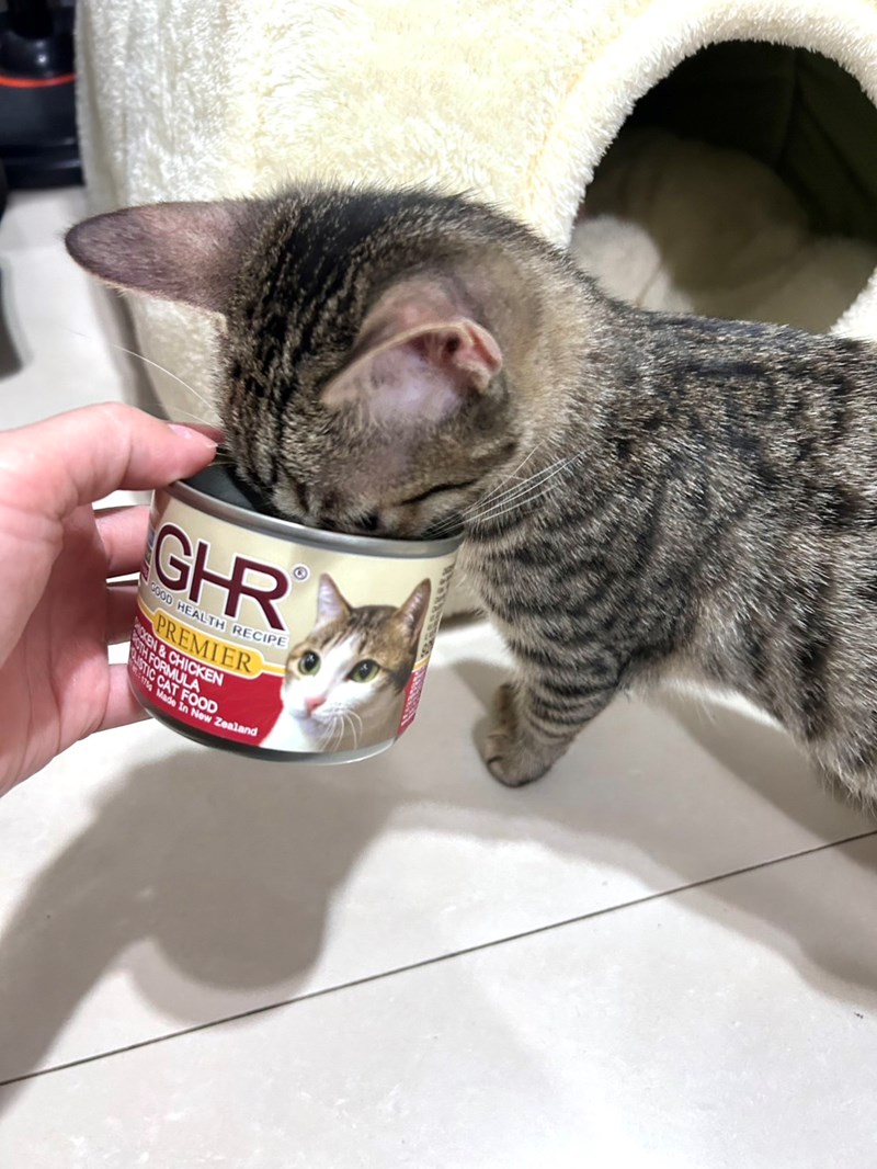 女人知己試用大隊,口碑行銷,部落客行銷,來自純淨自然無汙染的紐西蘭,自然主食罐,GHR 健康主義,GHR,貓用主食罐,貓罐,GHR貓用無穀主食罐,雞肉蔓越莓配方,鹿肉雞肉配方,牛羊加雞配方,刷尾負鼠肉雞肉配方,評價,口碑,適口性佳,心得,紐西蘭GHR,罐頭,貓咪,牛磺酸,軟骨素,維生素關節保健