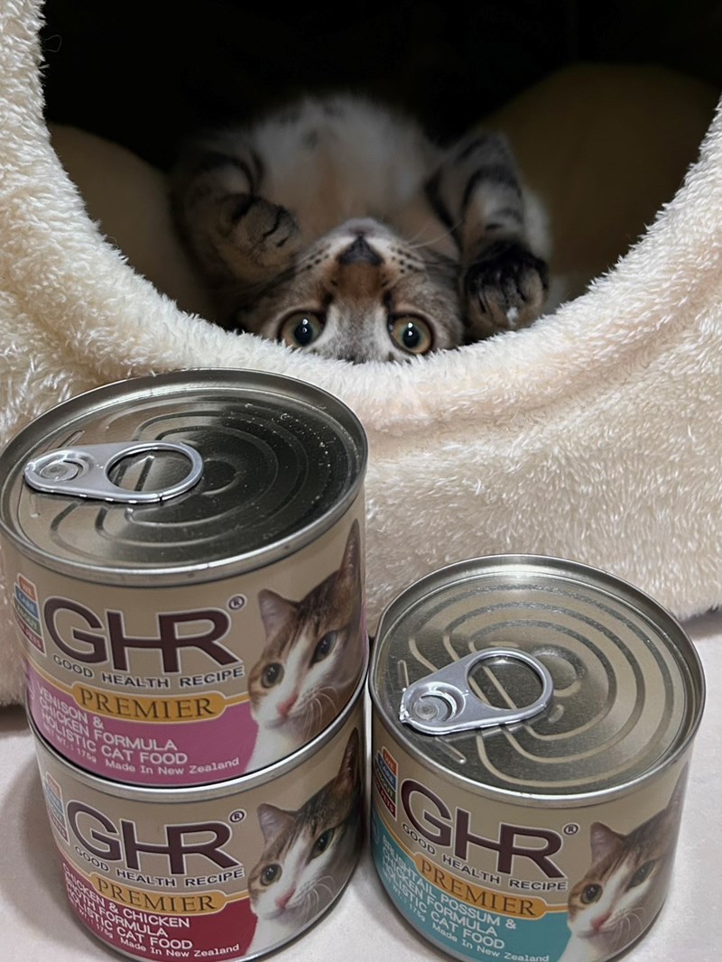 女人知己試用大隊,口碑行銷,部落客行銷,來自純淨自然無汙染的紐西蘭,自然主食罐,GHR 健康主義,GHR,貓用主食罐,貓罐,GHR貓用無穀主食罐,雞肉蔓越莓配方,鹿肉雞肉配方,牛羊加雞配方,刷尾負鼠肉雞肉配方,評價,口碑,適口性佳,心得,紐西蘭GHR,罐頭,貓咪,牛磺酸,軟骨素,維生素關節保健