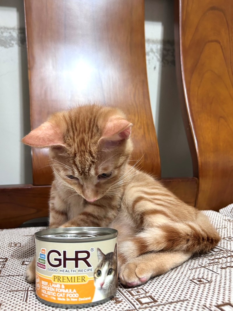 女人知己試用大隊,口碑行銷,部落客行銷,來自純淨自然無汙染的紐西蘭,自然主食罐,GHR 健康主義,GHR,貓用主食罐,貓罐,GHR貓用無穀主食罐,雞肉蔓越莓配方,鹿肉雞肉配方,牛羊加雞配方,刷尾負鼠肉雞肉配方,評價,口碑,適口性佳,心得,紐西蘭GHR,罐頭,貓咪,牛磺酸,軟骨素,維生素關節保健