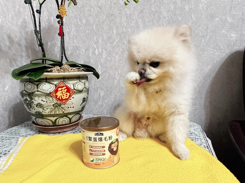 試用