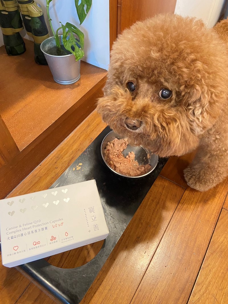 🌟寵立善Nutressense 犬貓Q10護心活氧複方膠囊🌟 試用