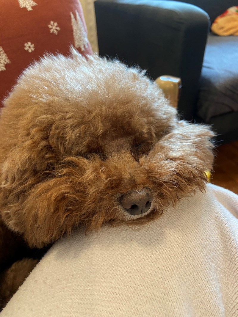 🌟寵立善Nutressense 犬貓Q10護心活氧複方膠囊🌟 試用