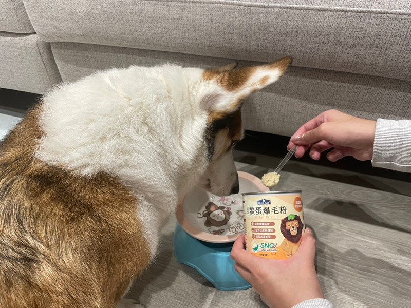 試用
