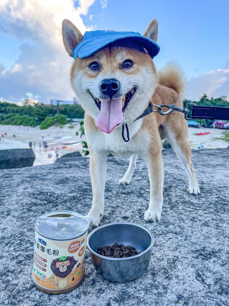 試用