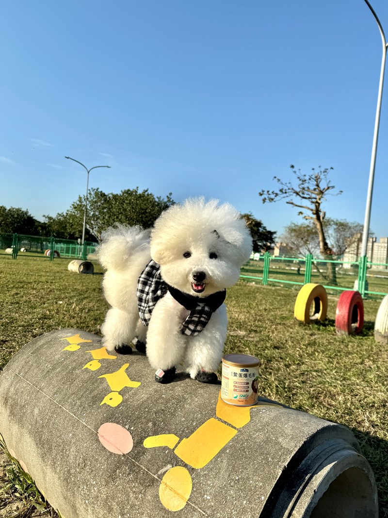 女人知己試用大隊,口碑行銷,部落客行銷,bluebay倍力鱉蛋爆毛養膚粉,倍力鱉蛋粉,鱉蛋粉推薦,養毛粉,換季掉毛,爆毛滑順,皮毛搔癢,鱉蛋粉皮膚,老狗鱉蛋粉,貓咪鱉蛋粉,搔抓,貓皮膚病/貓癬,皮膚保健,皮毛保健