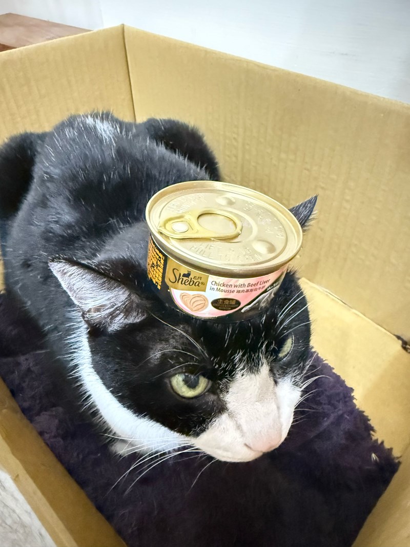 [寵物]成貓飼料推薦Sheba®希寶-貓咪濕糧滿足貓咪味蕾【