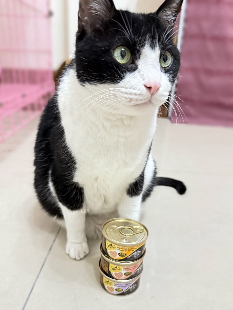 [寵物]成貓飼料推薦Sheba®希寶-貓咪濕糧滿足貓咪味蕾【