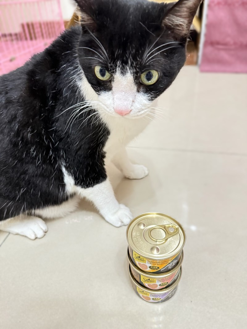 [寵物]成貓飼料推薦Sheba®希寶-貓咪濕糧滿足貓咪味蕾【