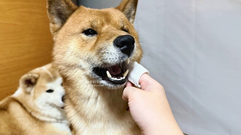 歸毛家族 寵物一口好牙組 狗狗潔牙推薦 寵物潔牙分享 寵物口腔保養 - 第4張圖 試用